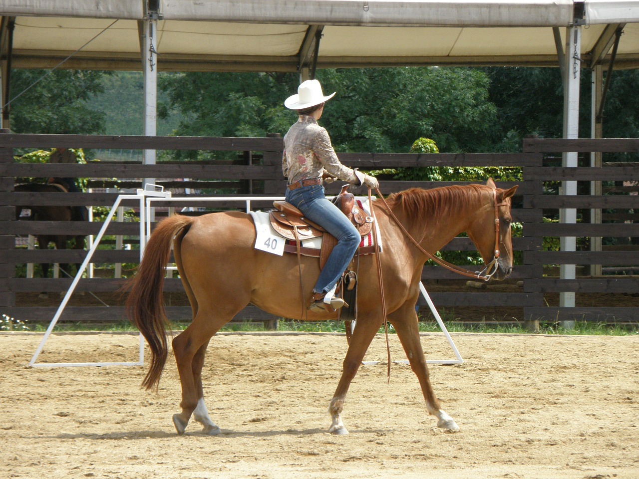 horse rider races free photo