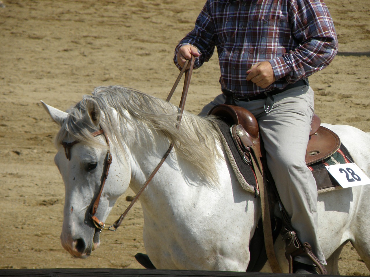 horse rider races free photo