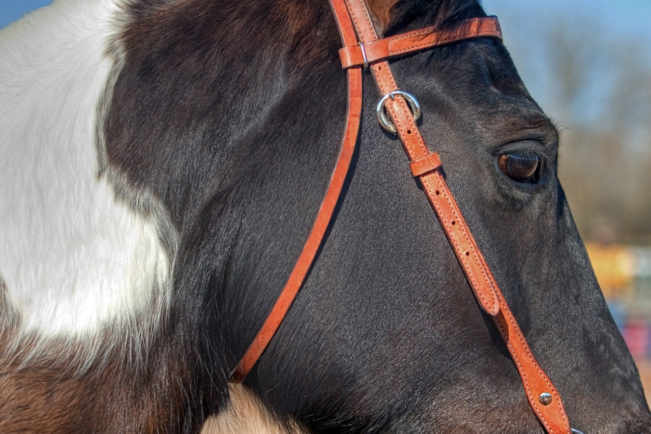 horse animal bridle free photo
