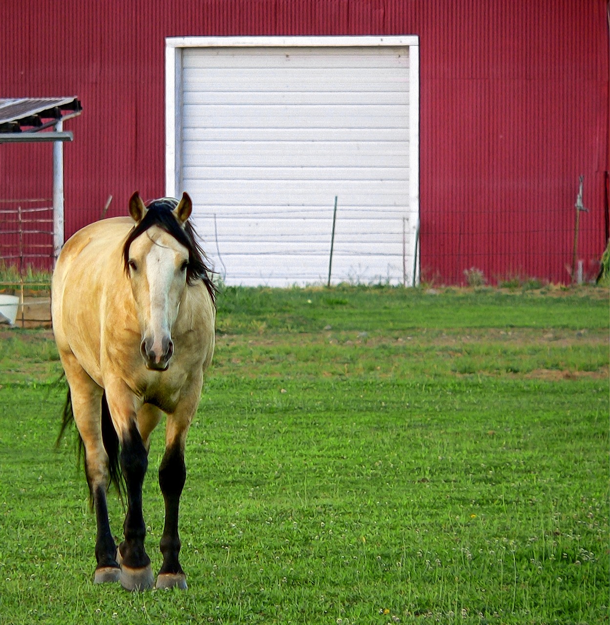 horse barn pasture free photo