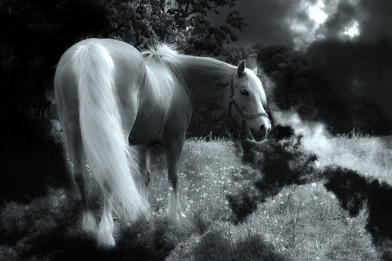 horse animal nature free photo