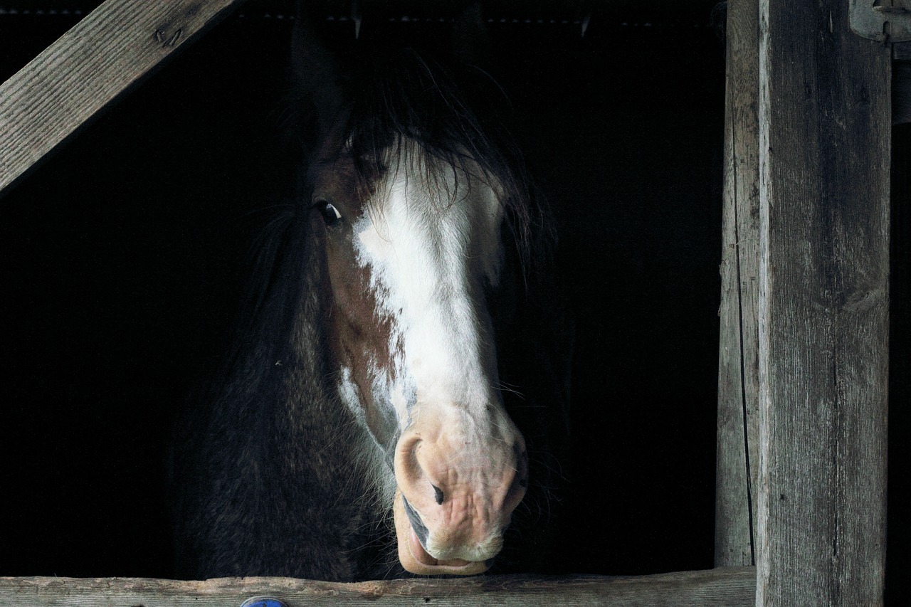 horse stall barn free photo