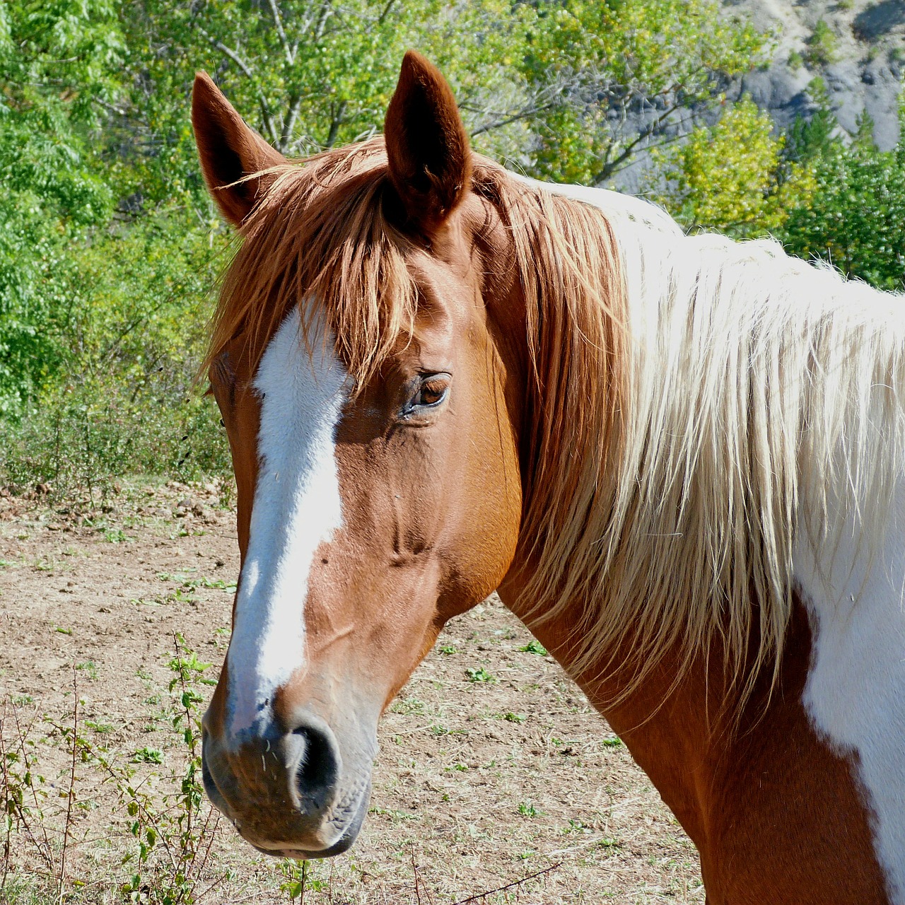 horse head horse head free photo