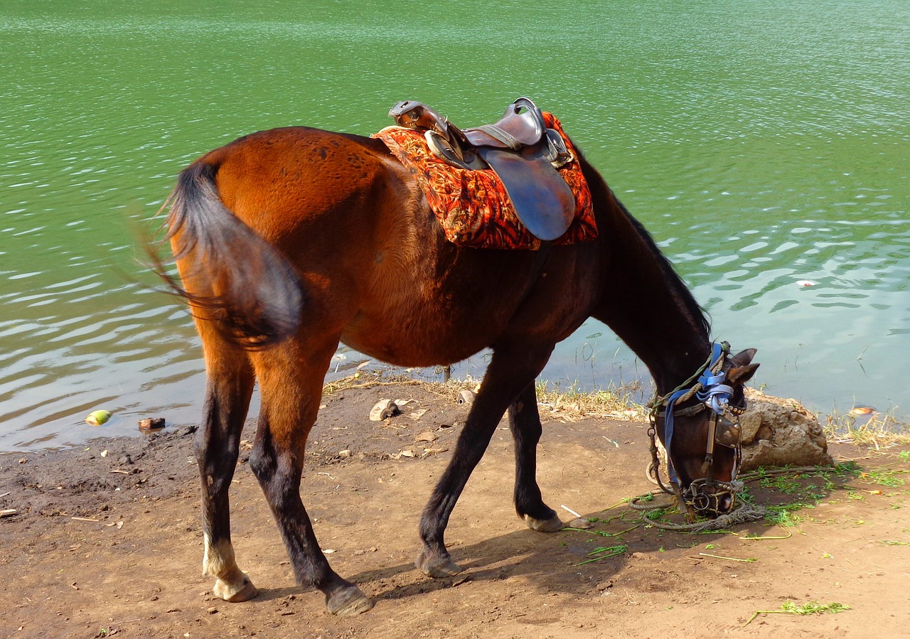 horse feeding lake free photo