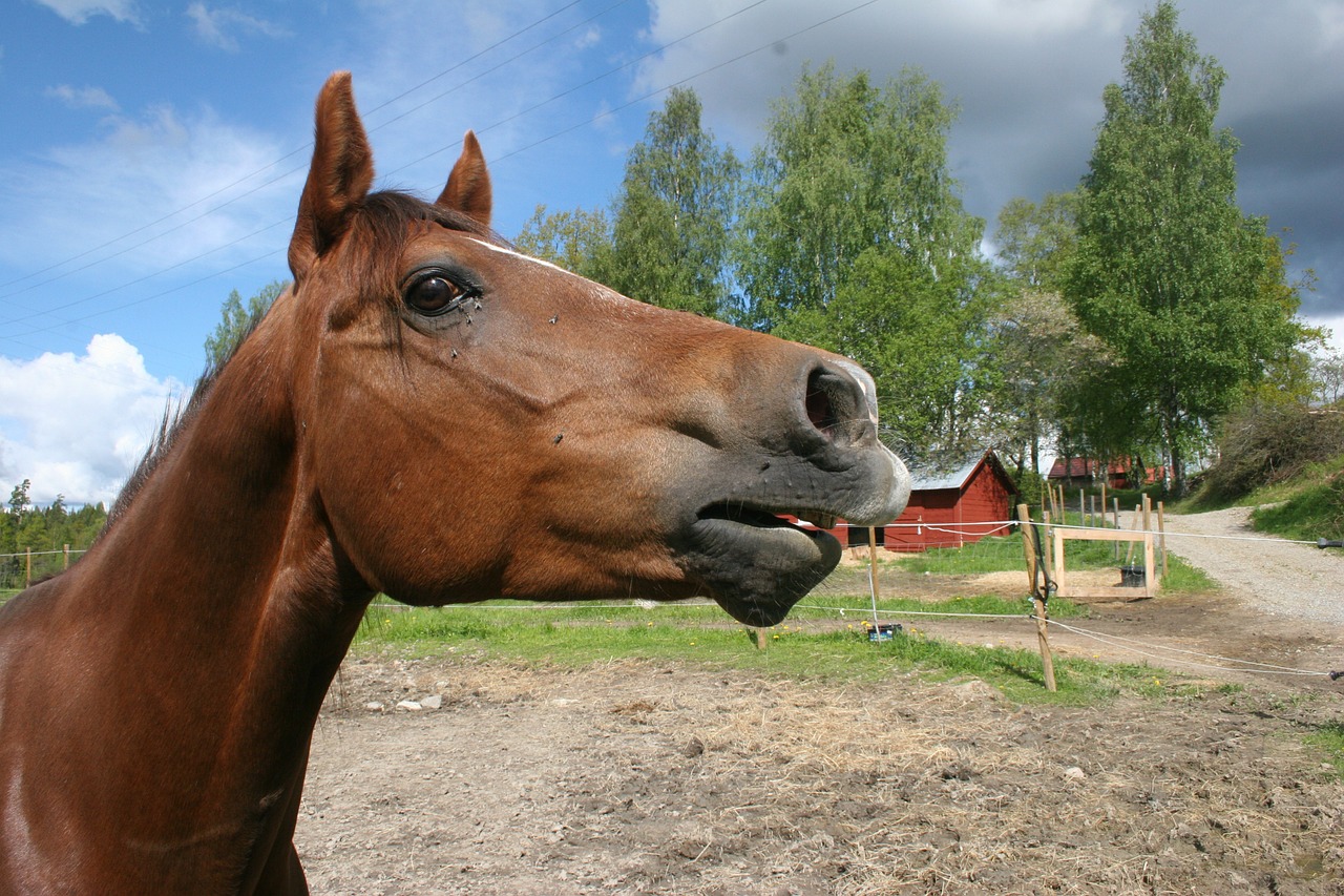 horse animals stall free photo