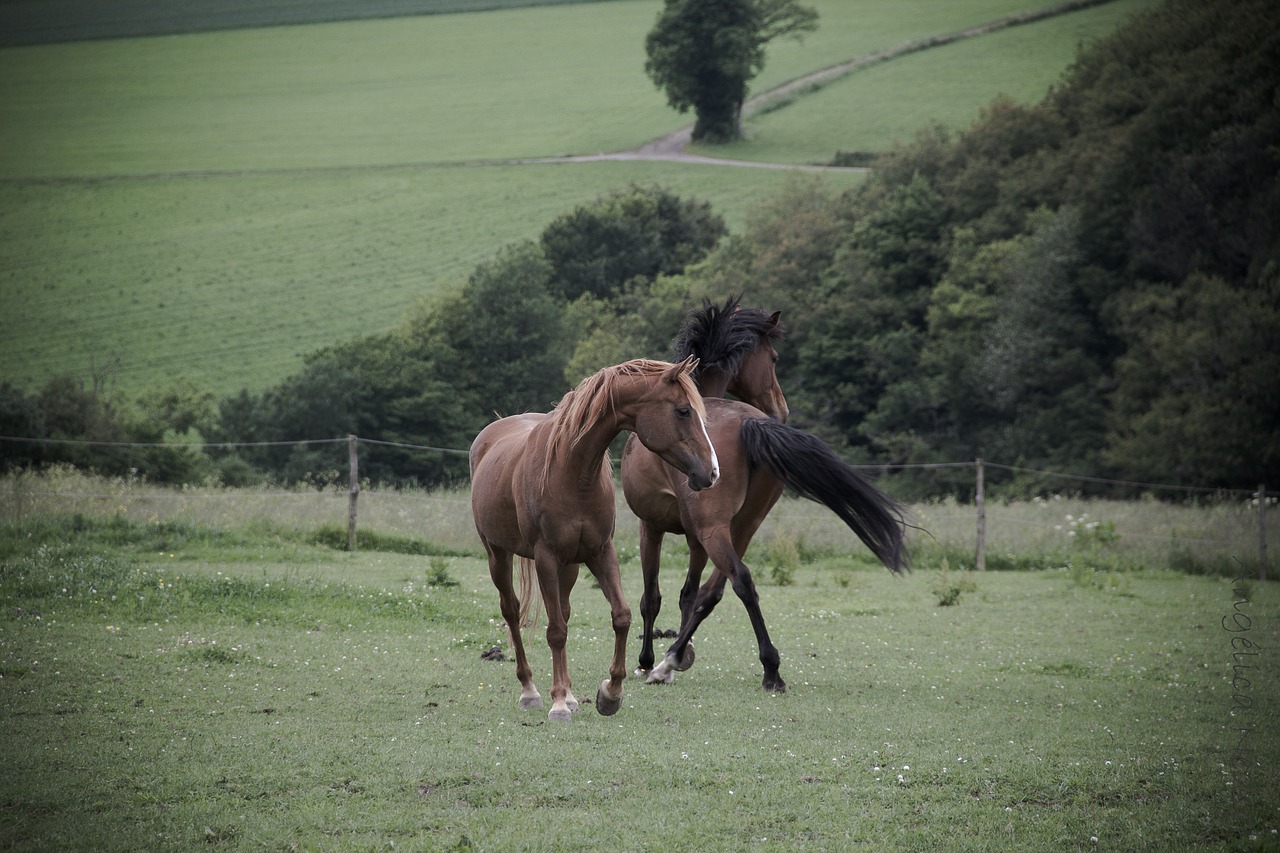 horse nature animals free photo