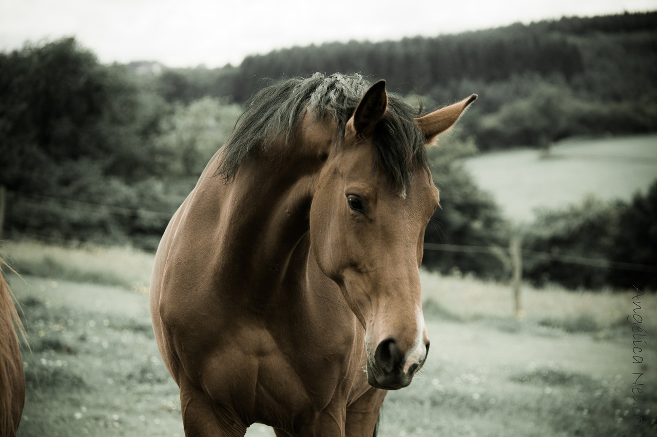 horse nature animals free photo