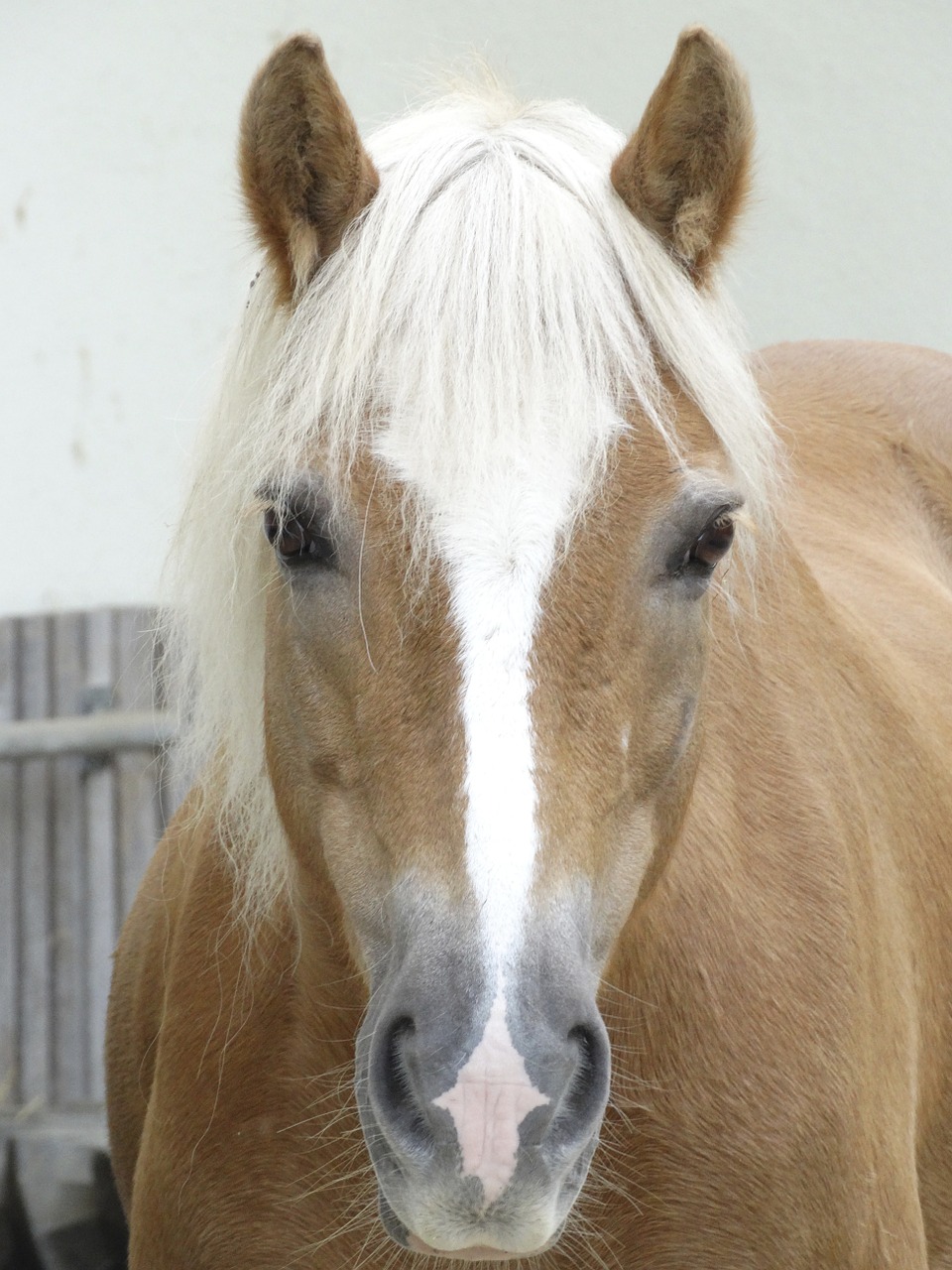 horse nostrils mare free photo