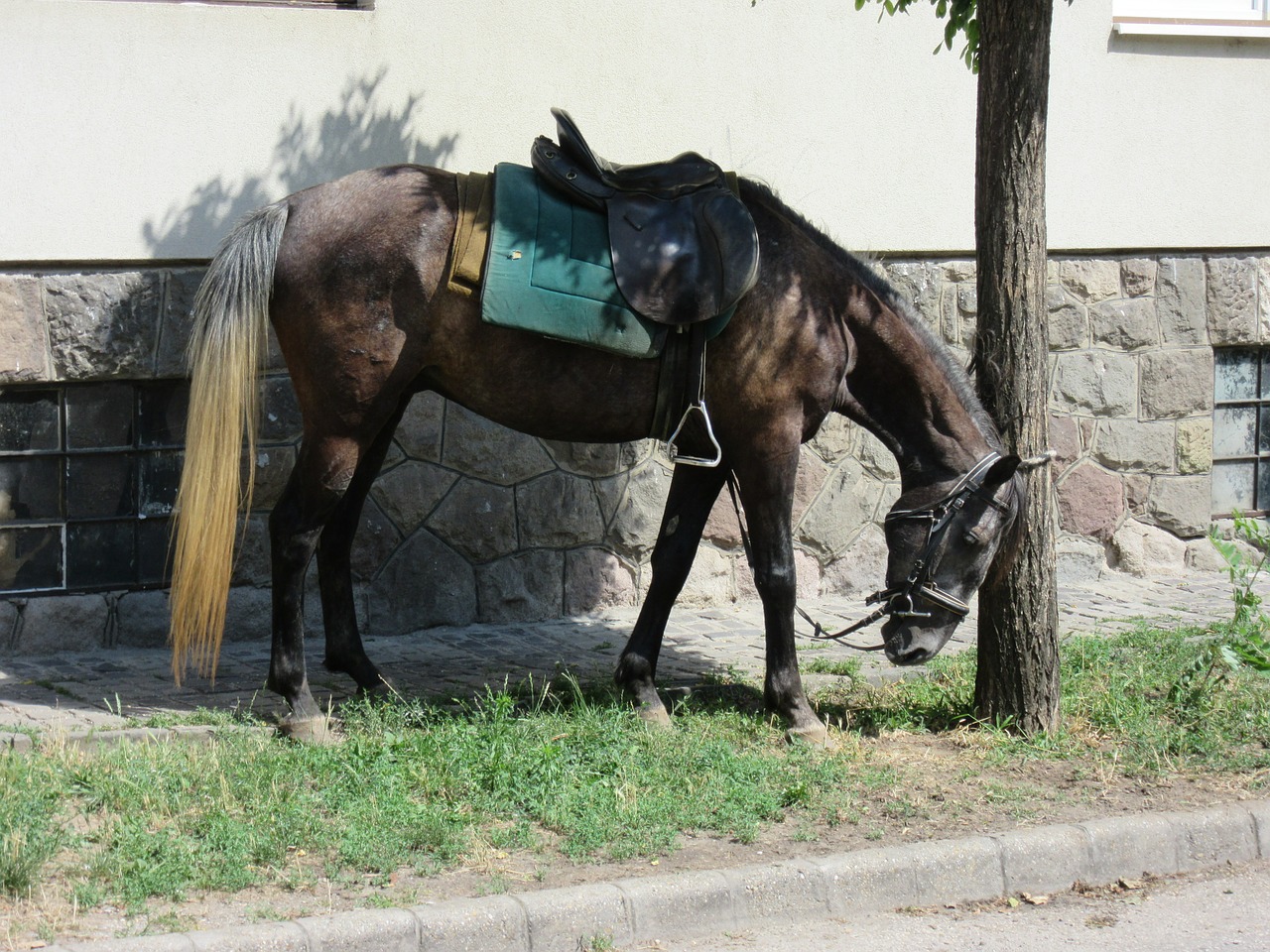 horse saddle horses free photo