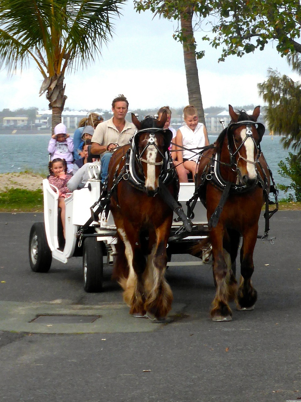 horse carriage cart free photo