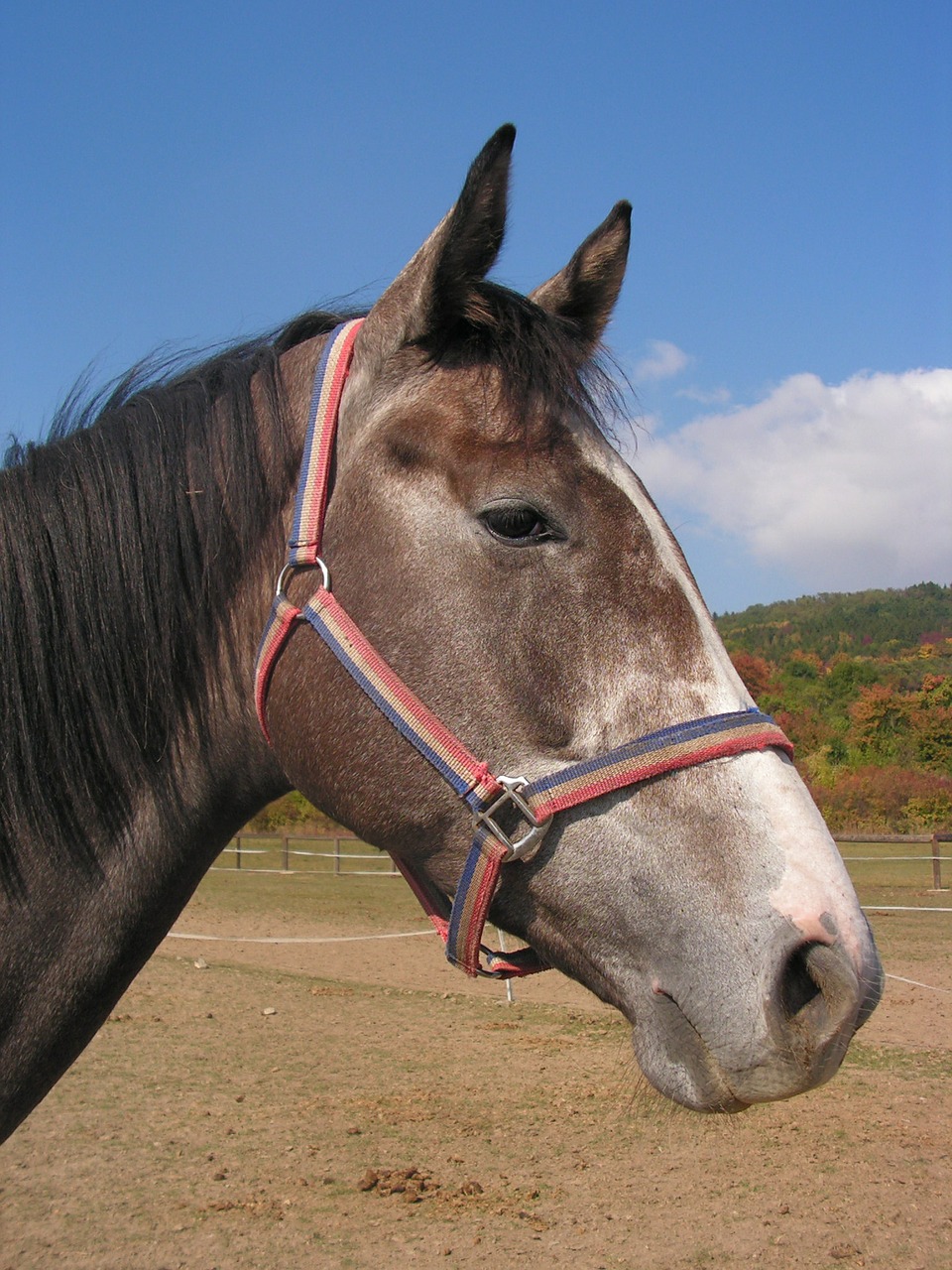 horse portrait head free photo