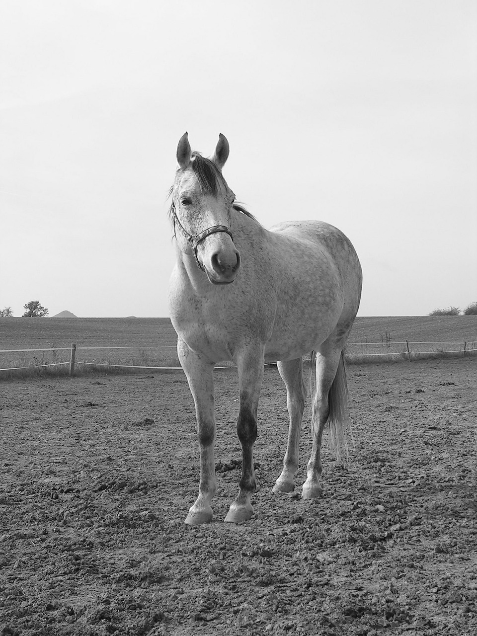 horse black and white white free photo