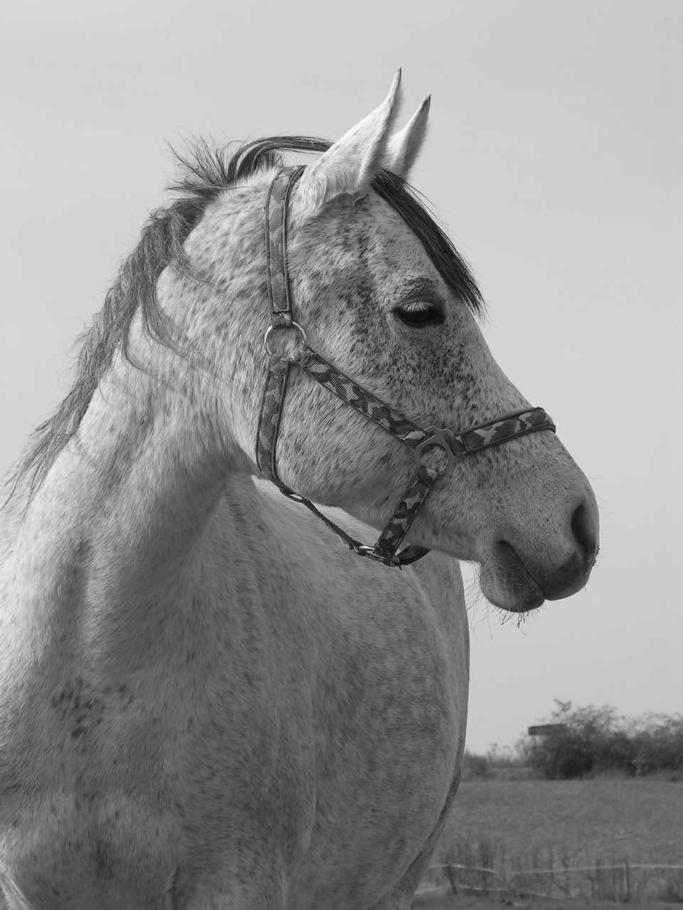 horse portrait black and white free photo