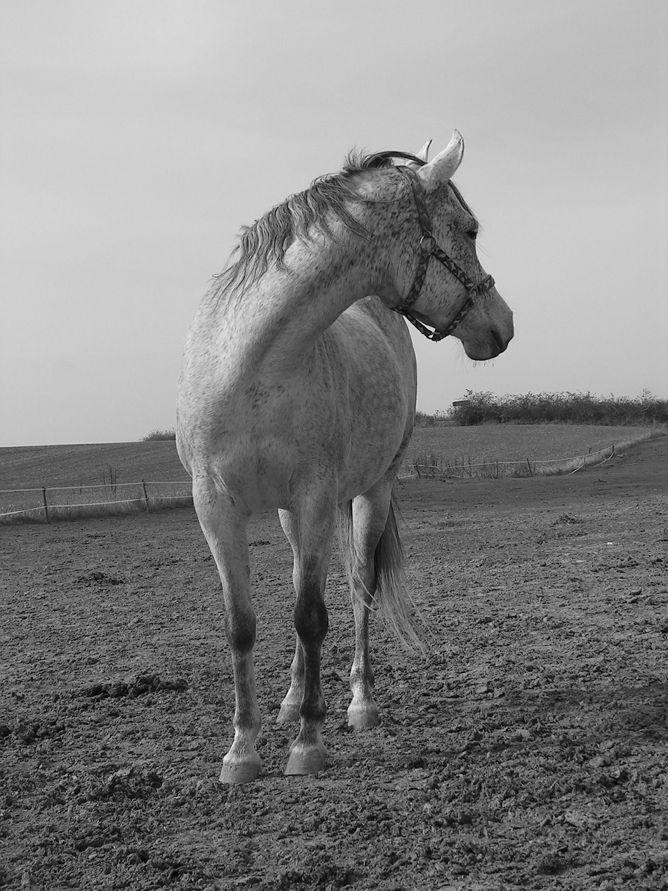 horse black and white white free photo