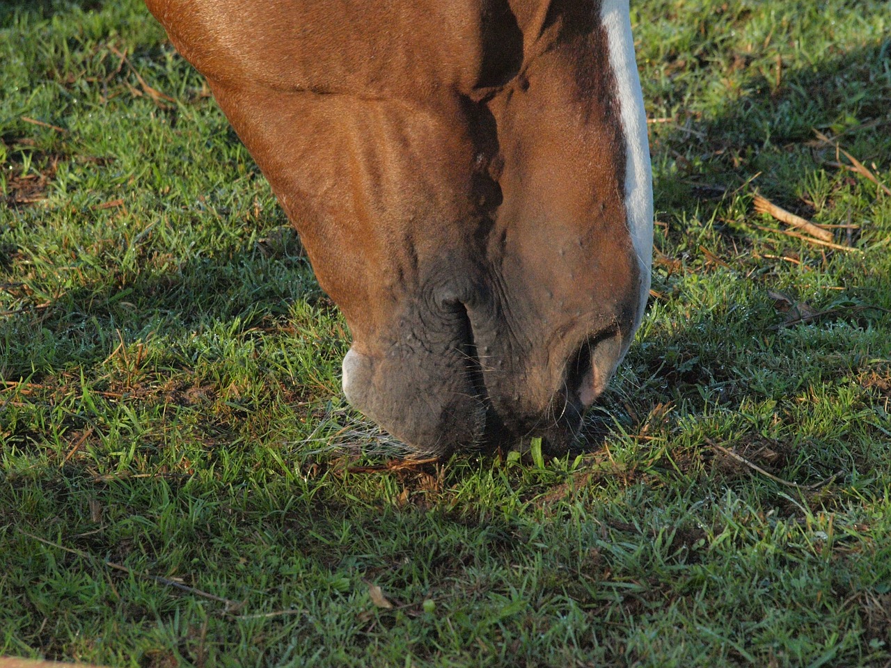 horse foot pasture free photo