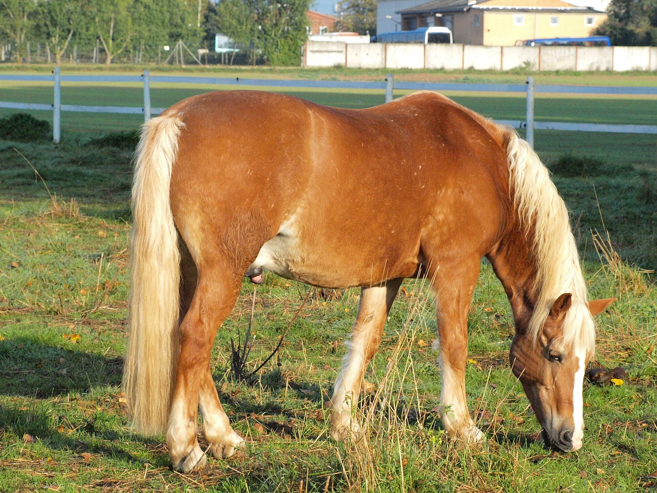 horse coupling pasture free photo