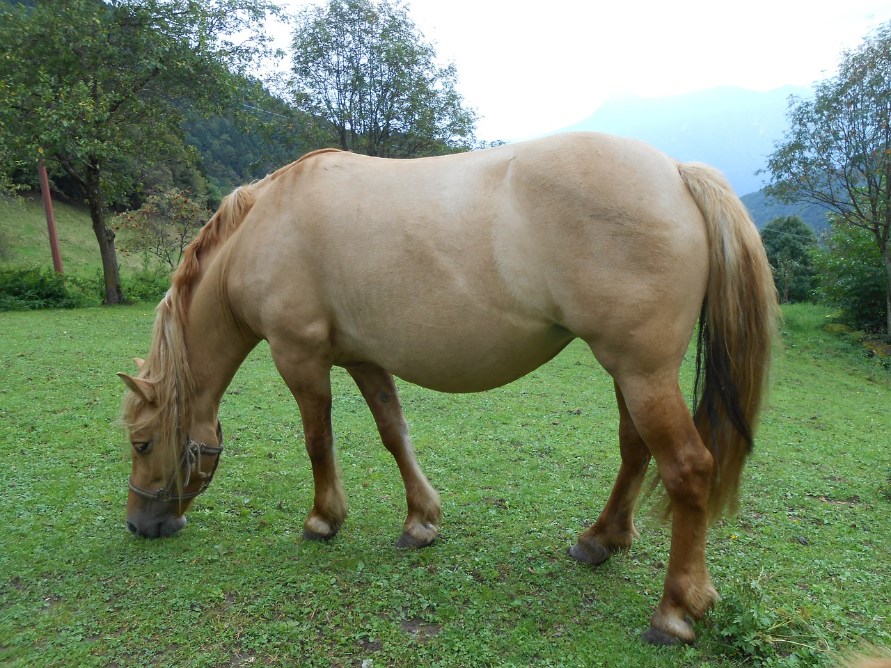 horse pasture mountain free photo