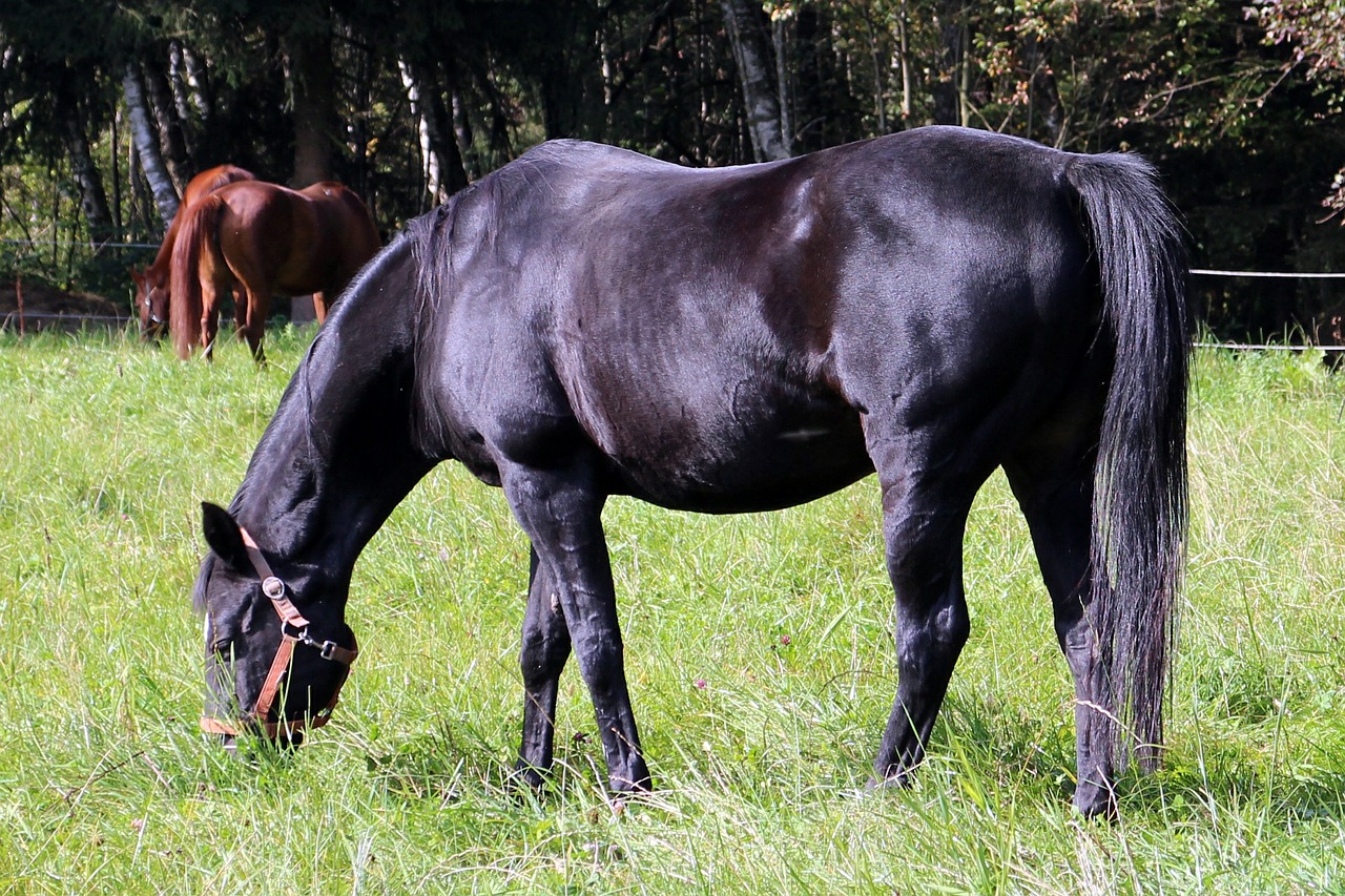 horse black pasture free photo