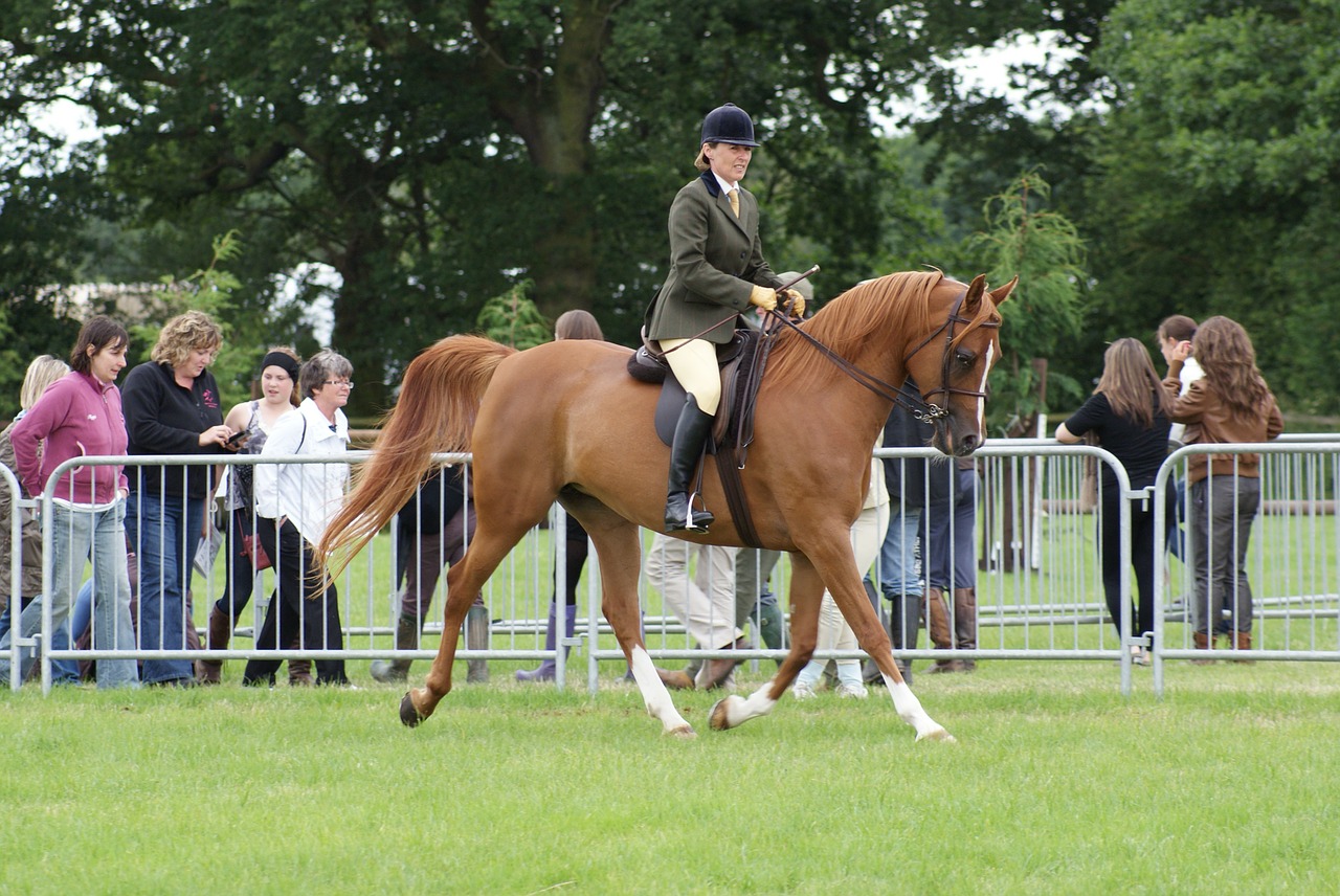 horse riding showing free photo