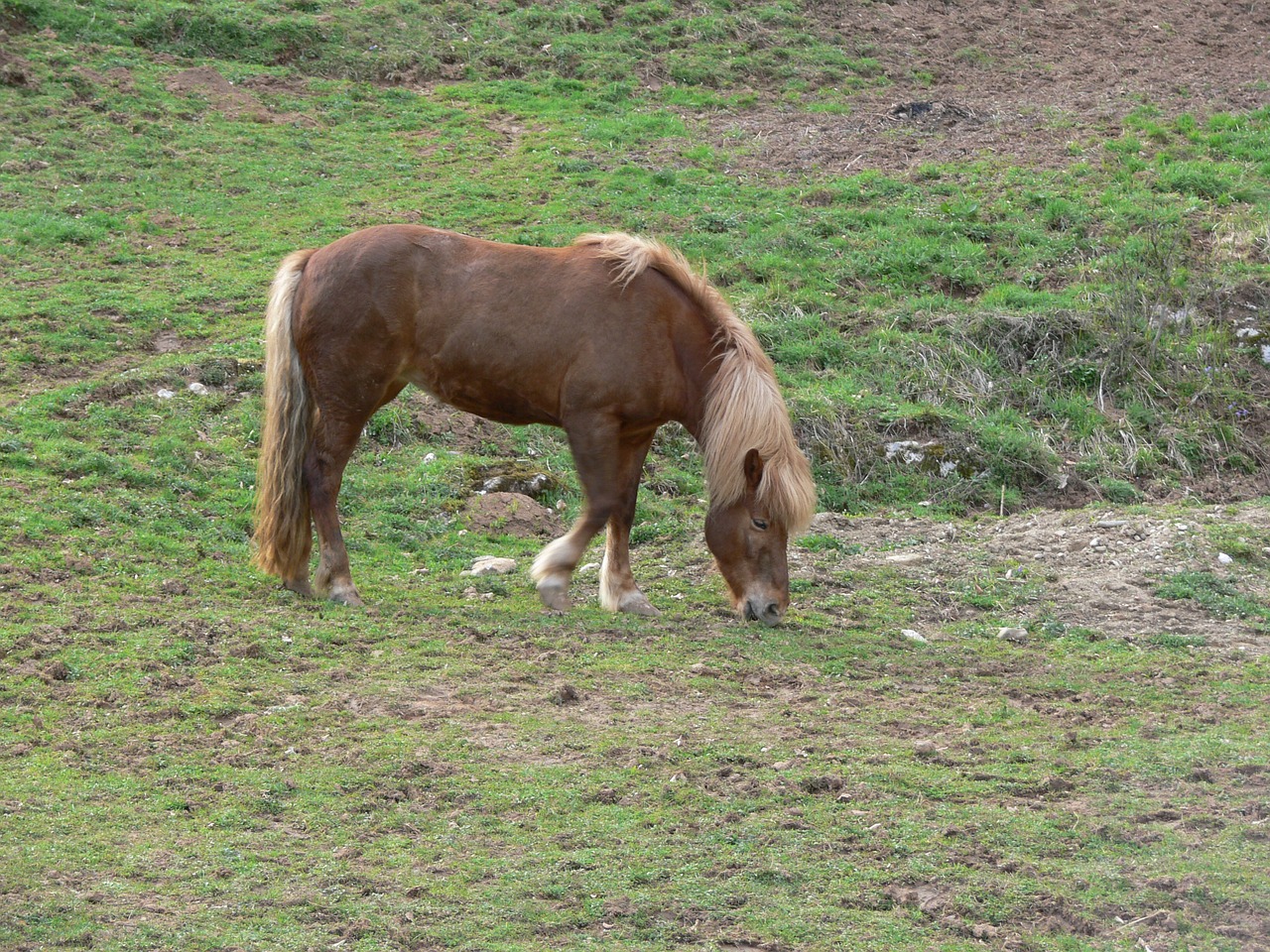 horse nature animal free photo