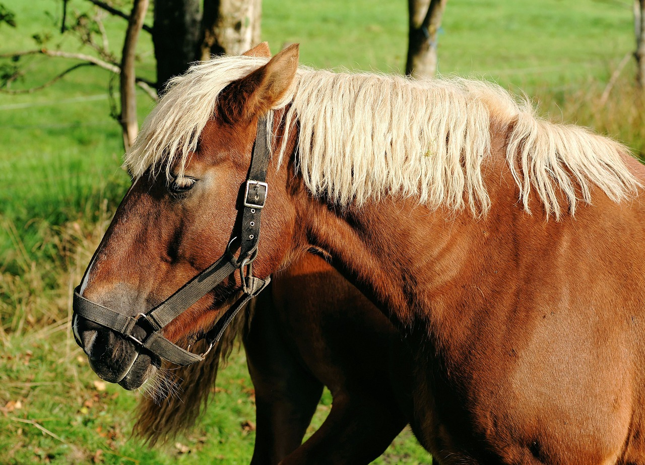 horse kaltblut mane free photo