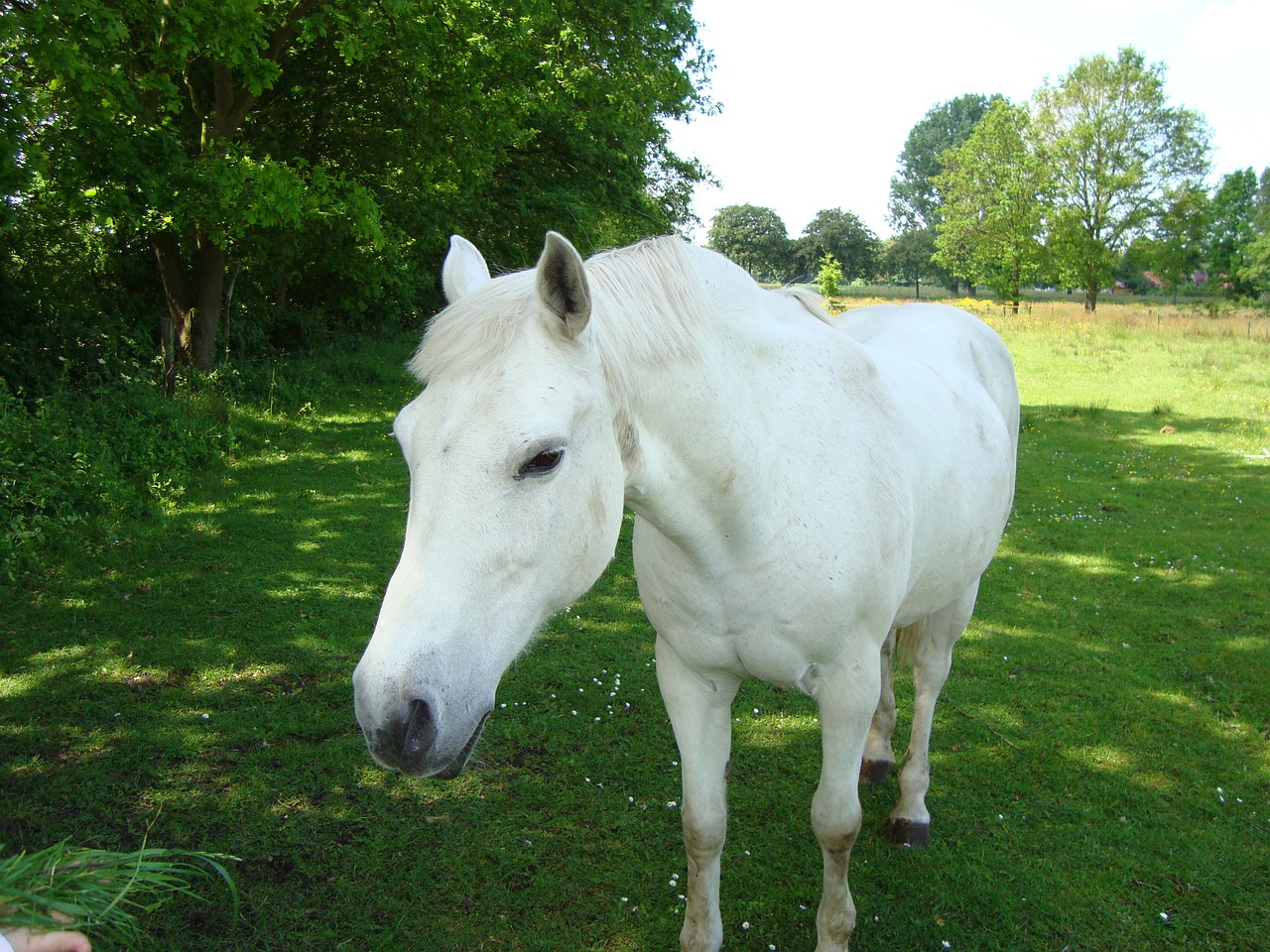 horse white pasture free photo