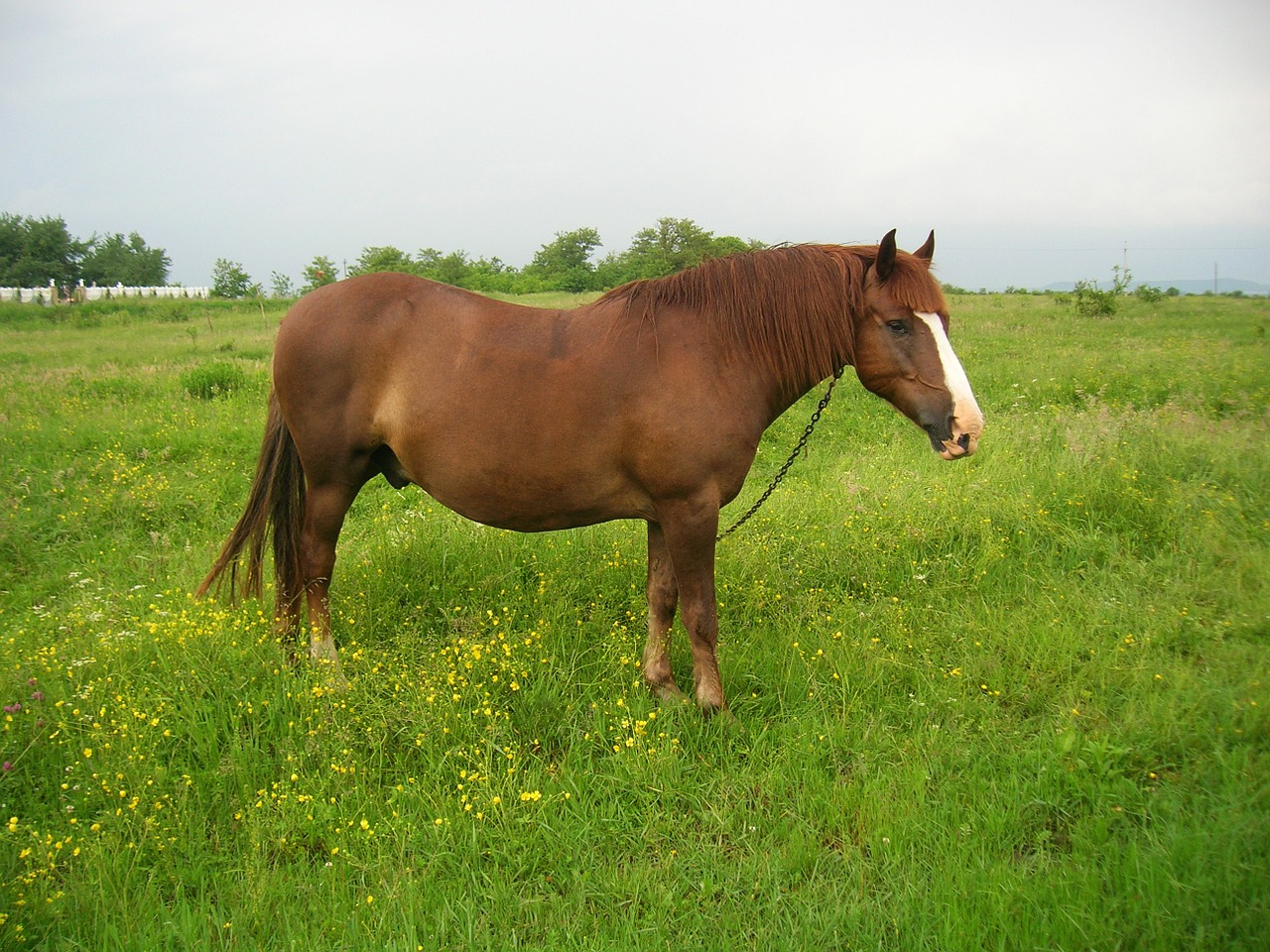 horse animal stallion free photo