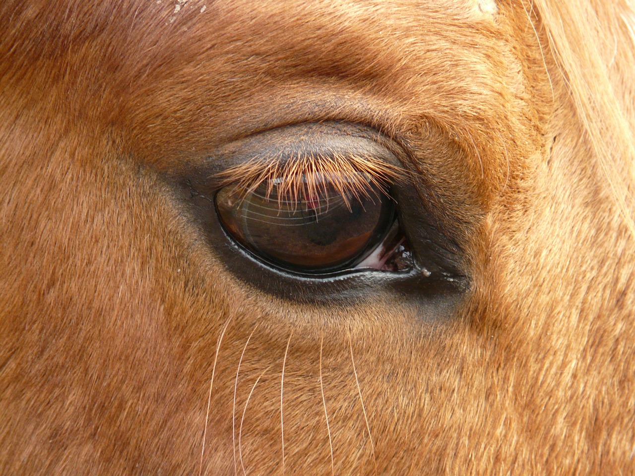 horse,eye,animal,eyelashes,free pictures, free photos, free images, royalty free, free illustrations, public domain