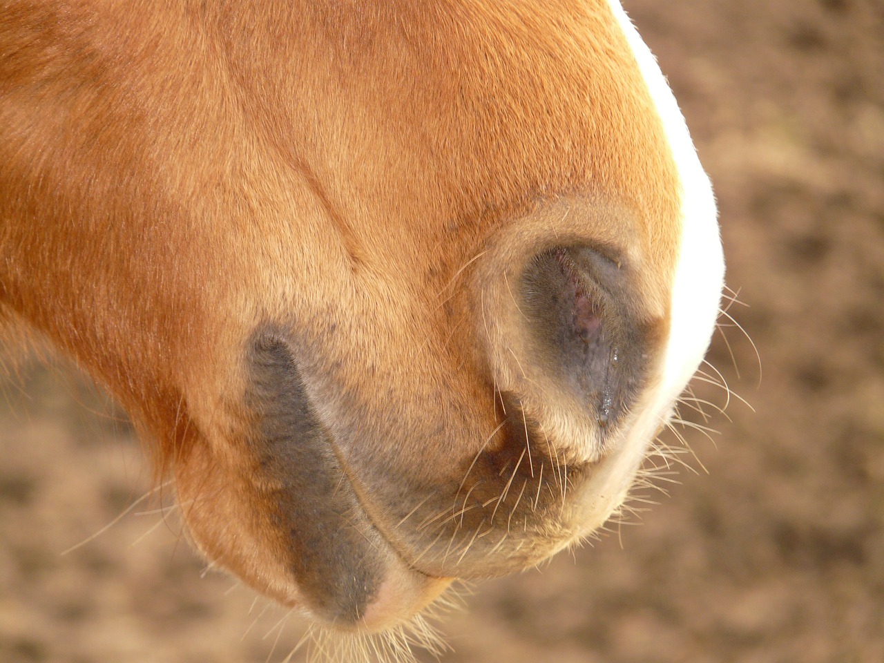 horse nostrils nasal opening free photo