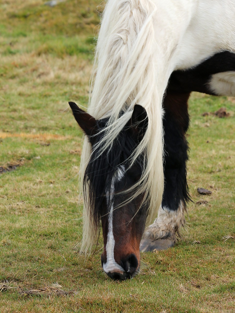 horse mane grass free photo