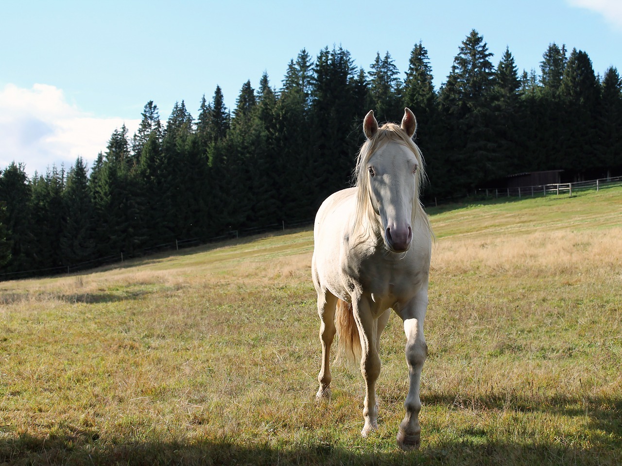 horse nature pen free photo