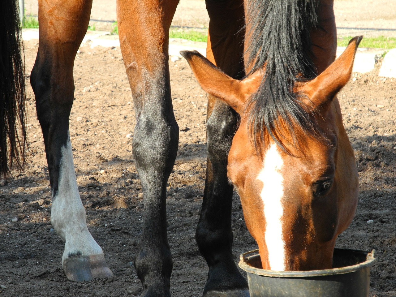 horse head eat free photo