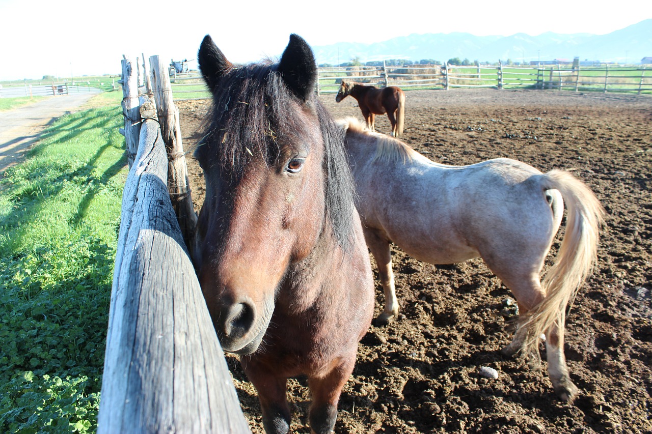 horse animal equine free photo