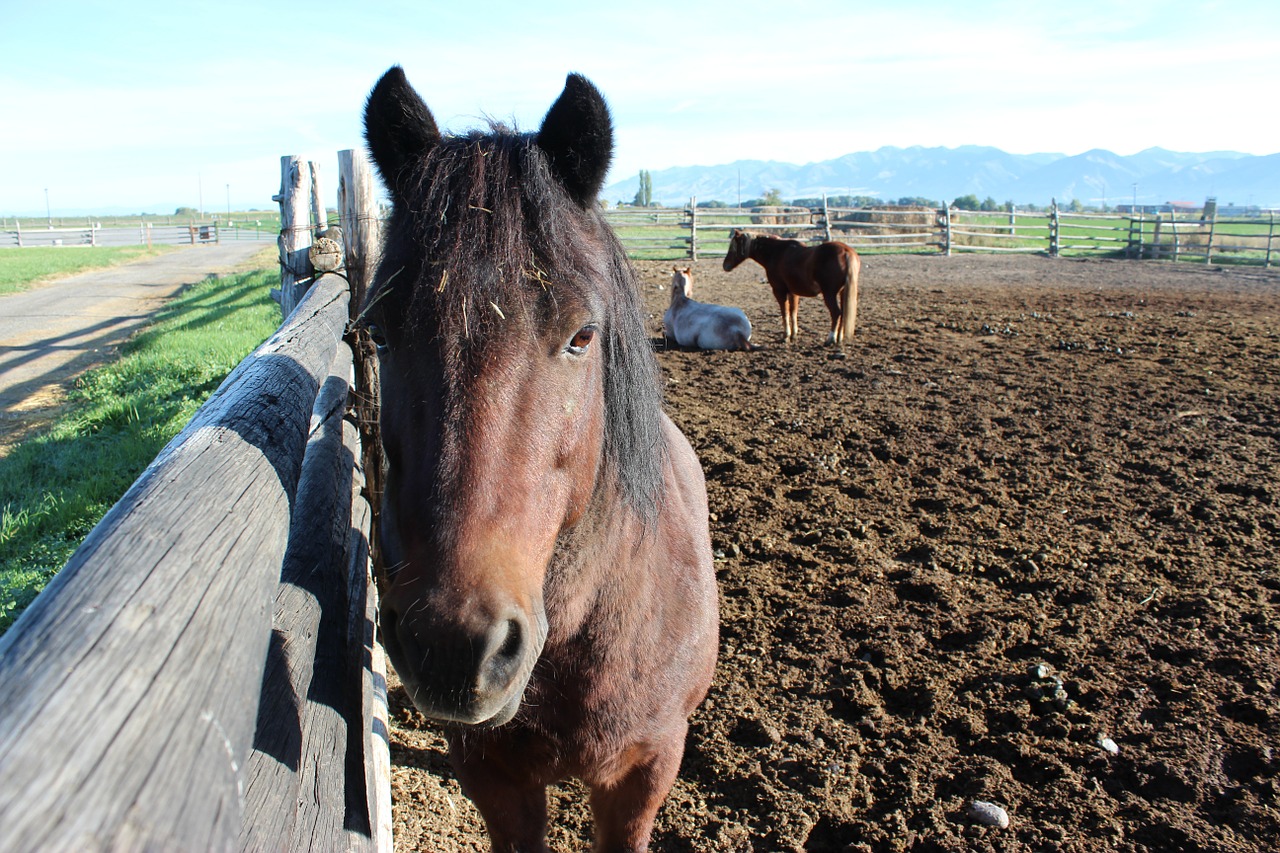 horse animal equine free photo