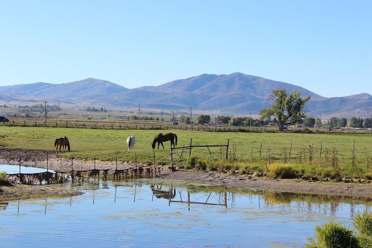 horse ranch rural free photo