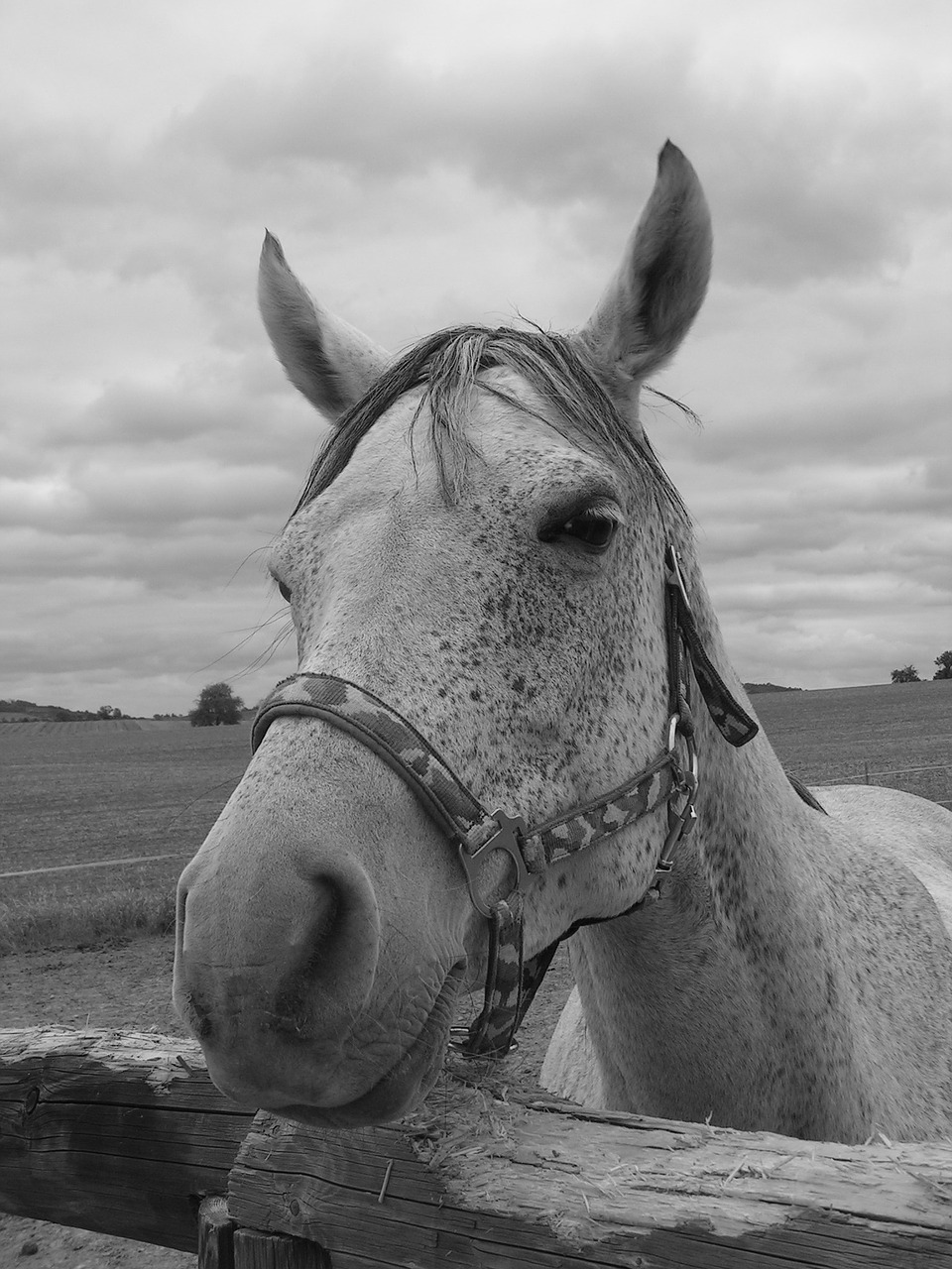 horse portrait black and white free photo