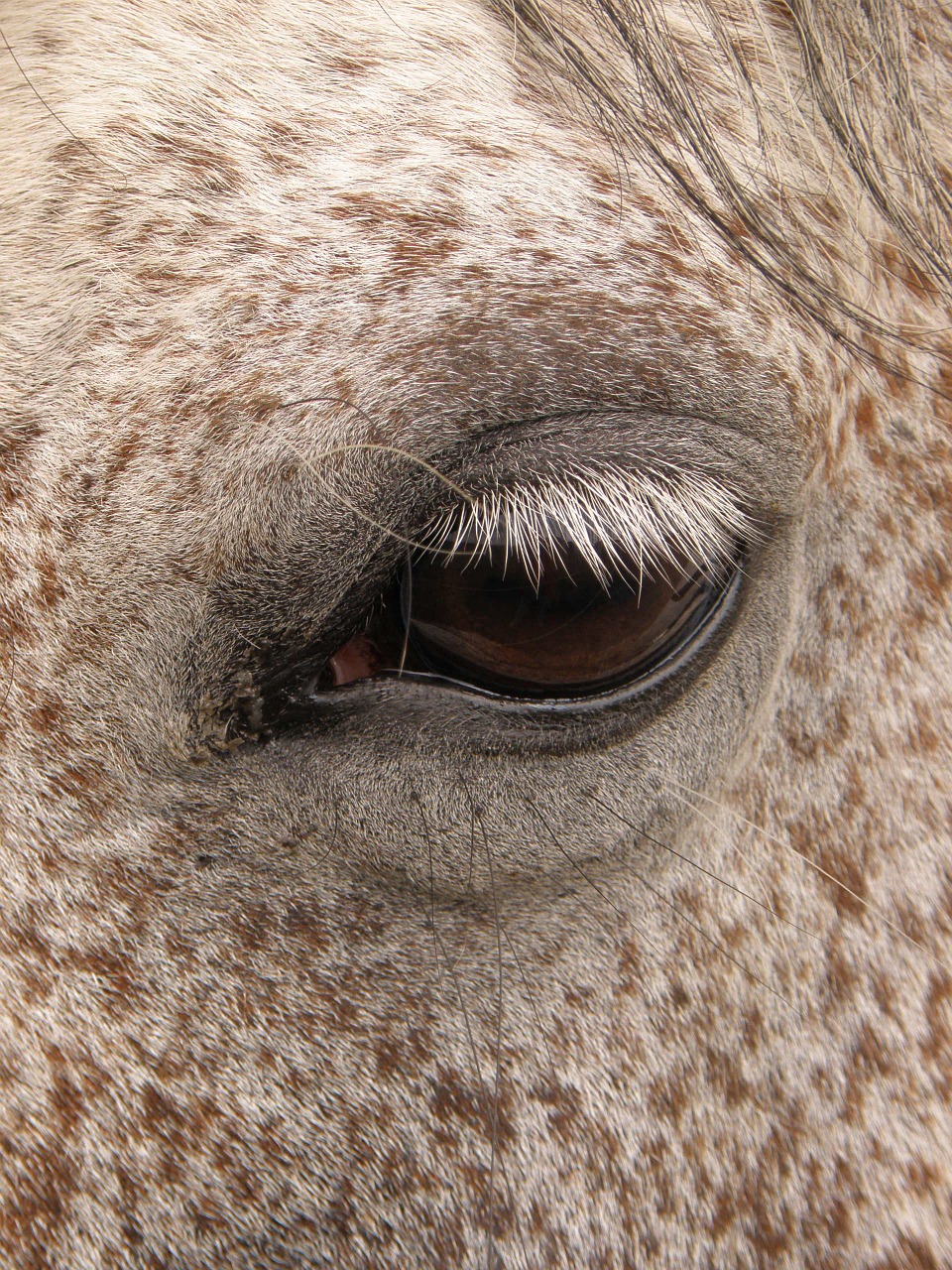 horse dark eye free photo