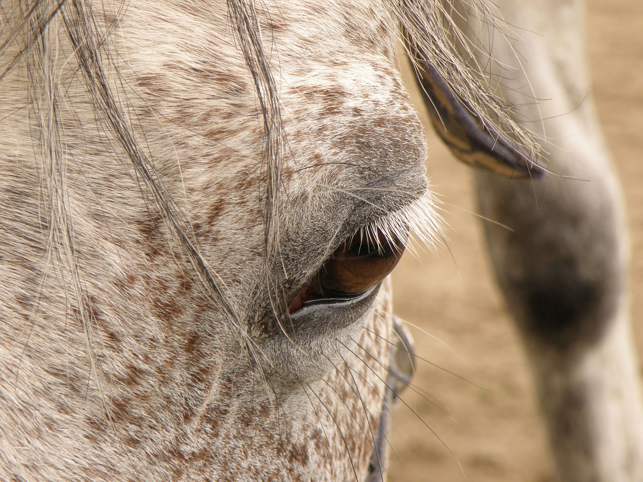 horse dark eye free photo