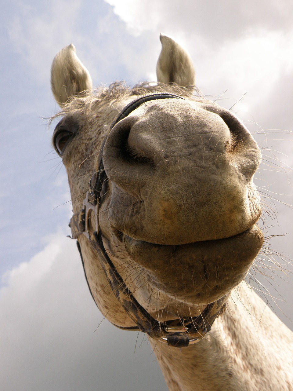 horse snout nose horse free photo