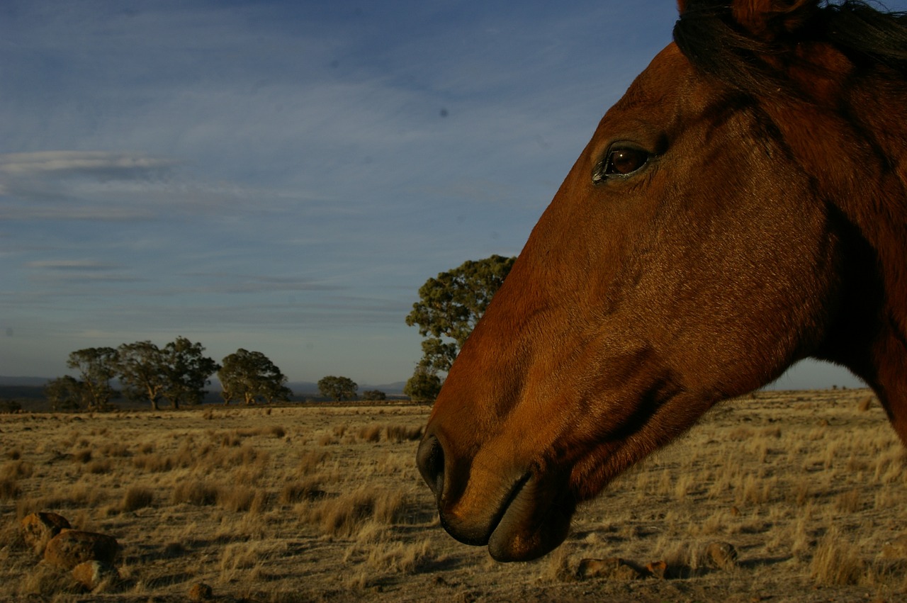 horse farm animal free photo