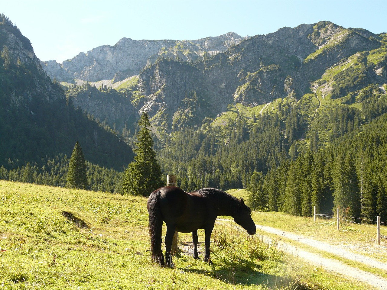 horse pasture mountains free photo