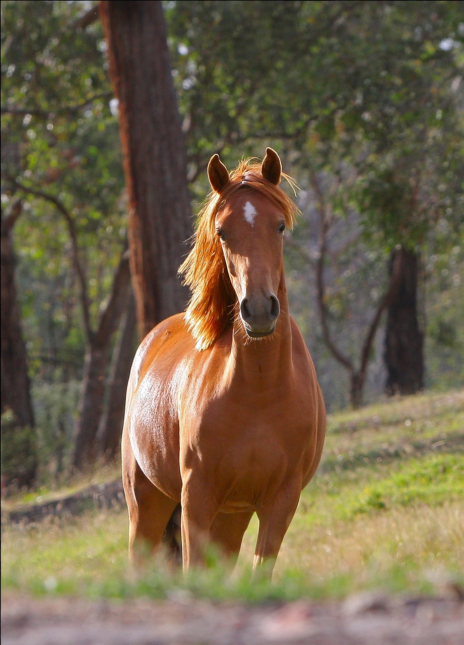 horse stella animal free photo
