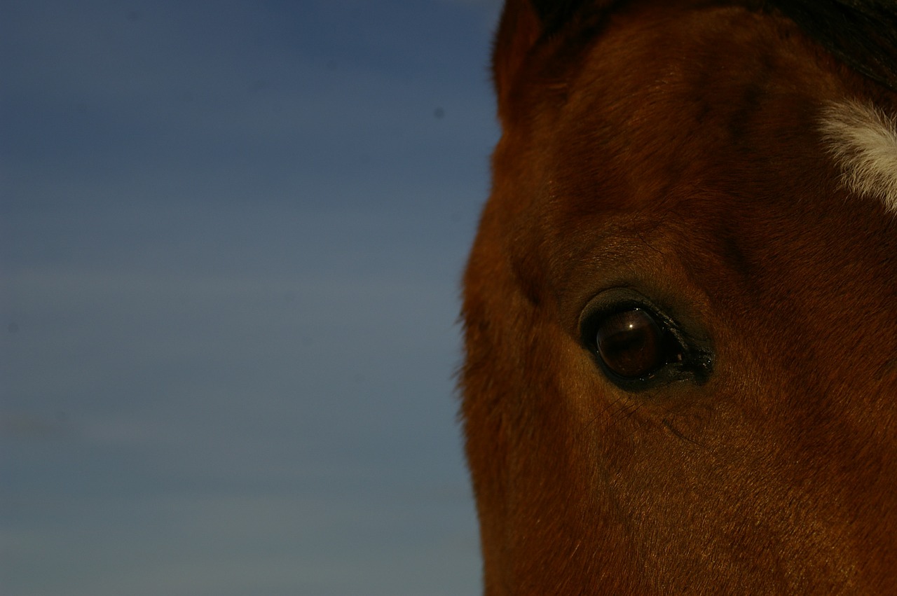 horse eye animal free photo