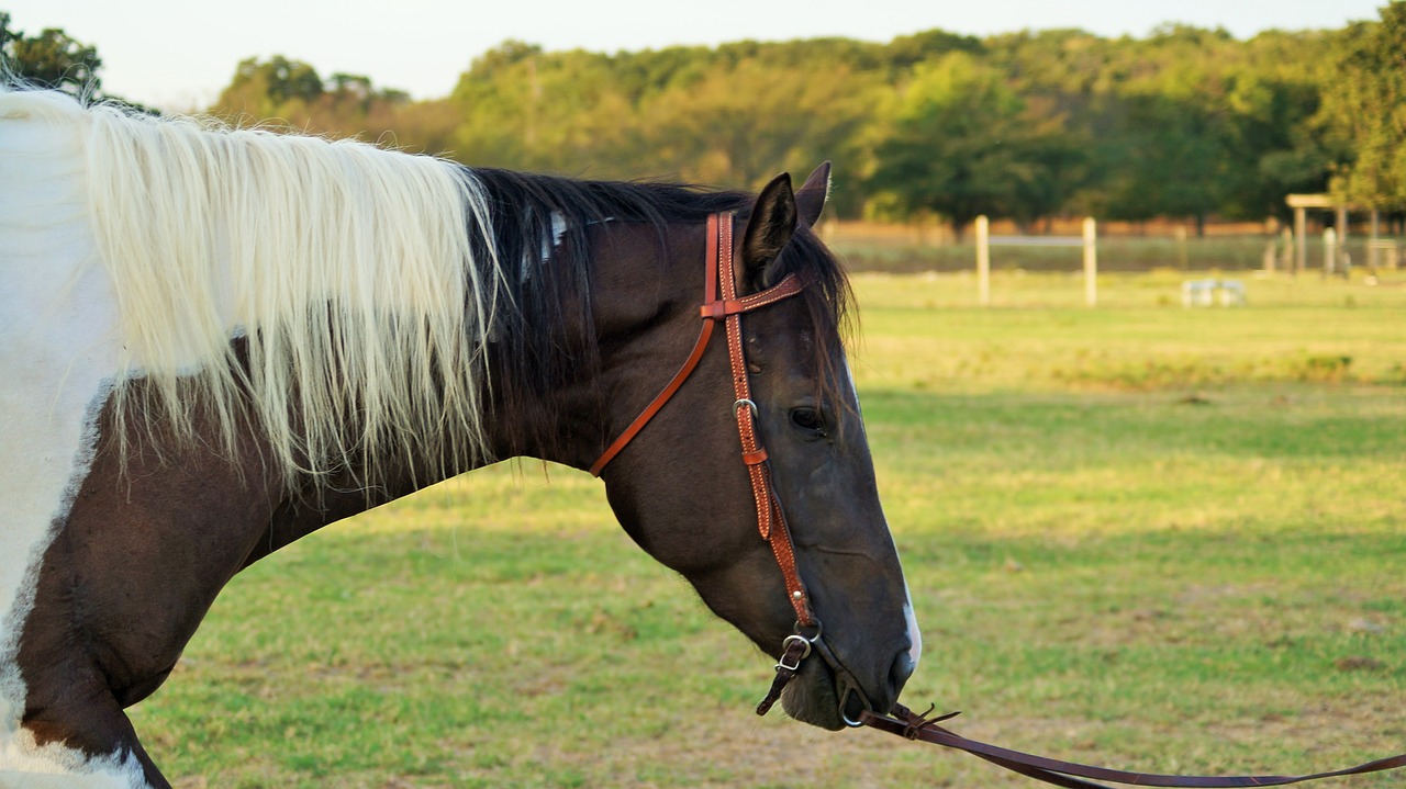 horse texas riding free photo