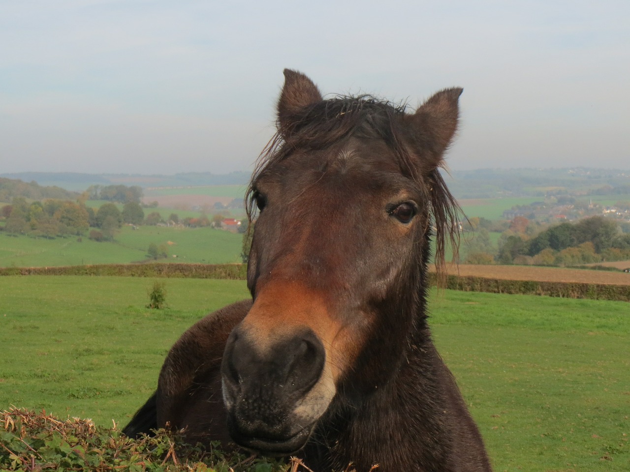 horse autumn whey free photo