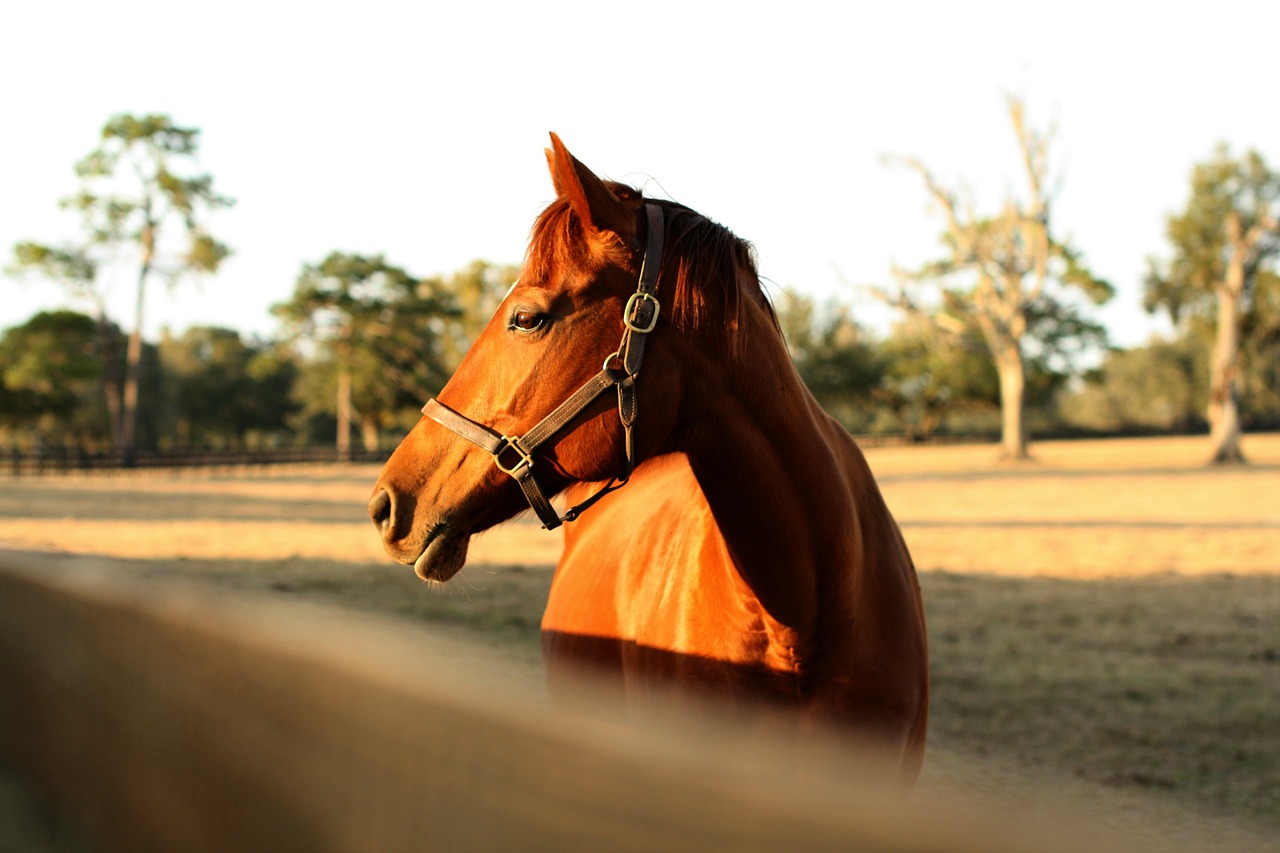 horse farm light free photo