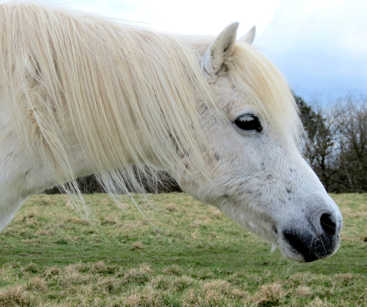 horse pony white free photo