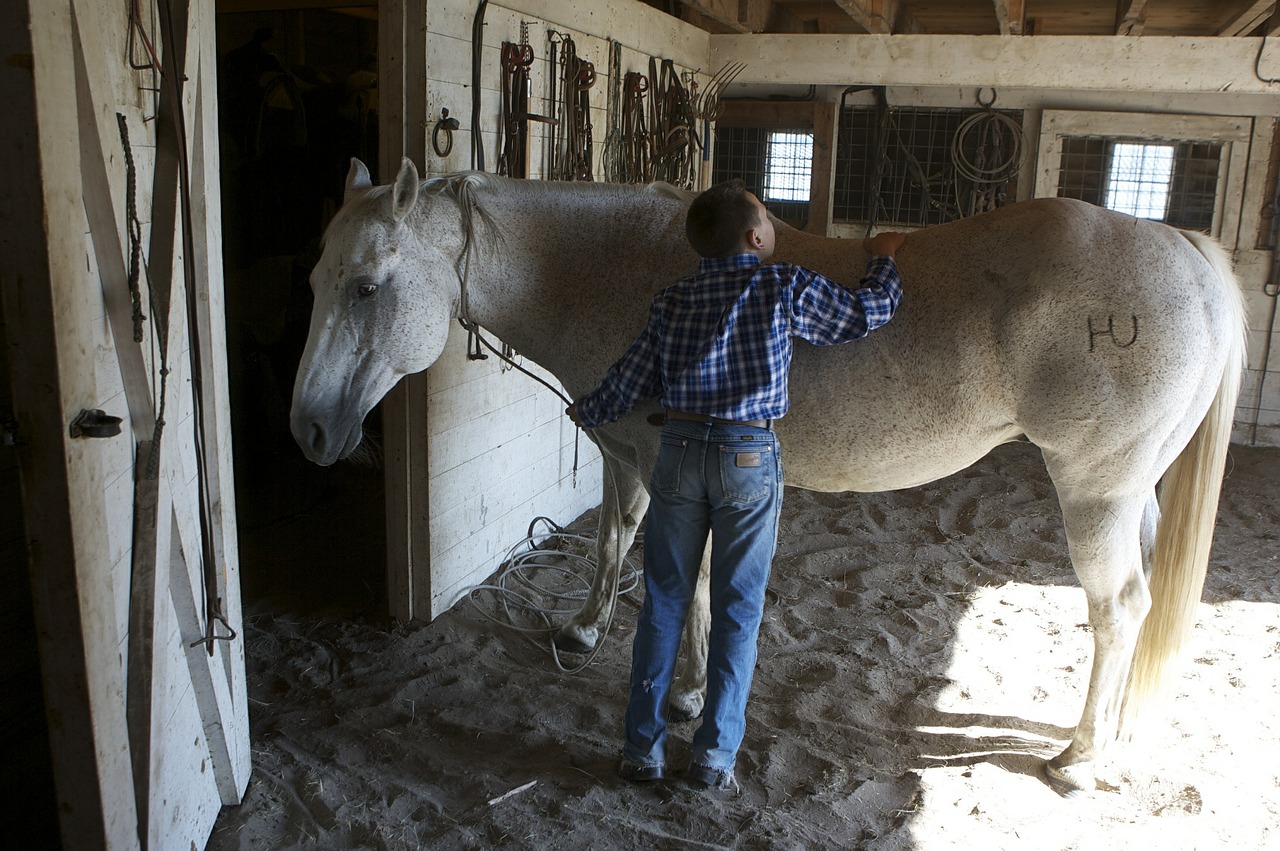 horse groomed animal free photo