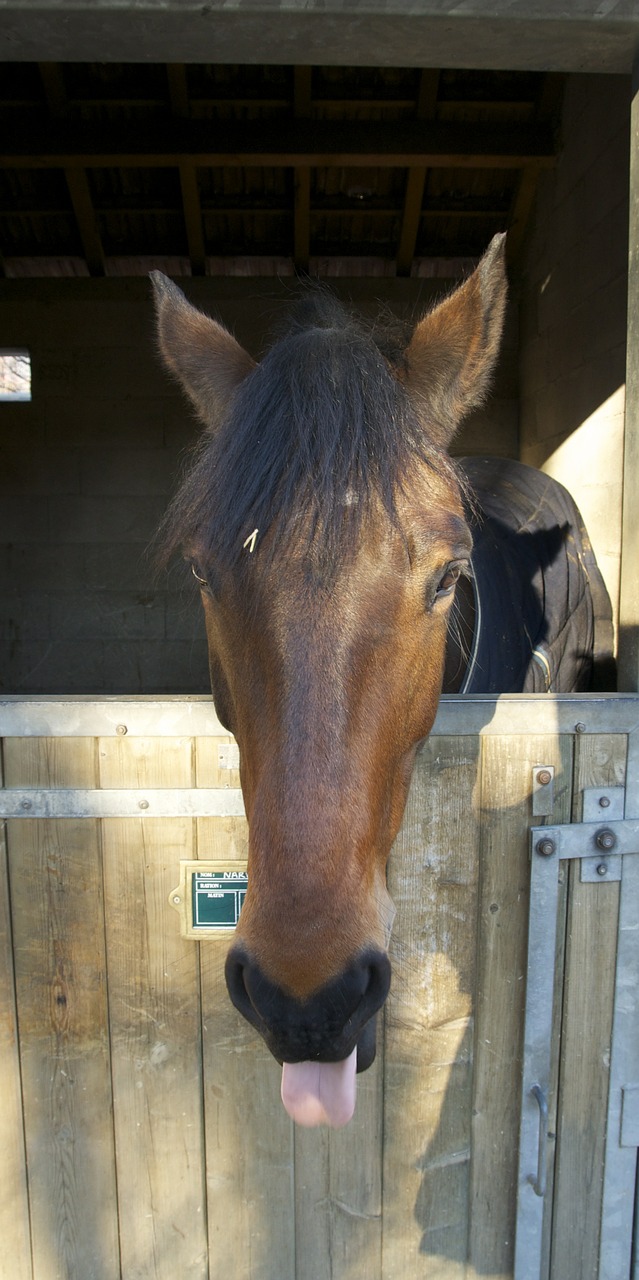 horse head stall free photo