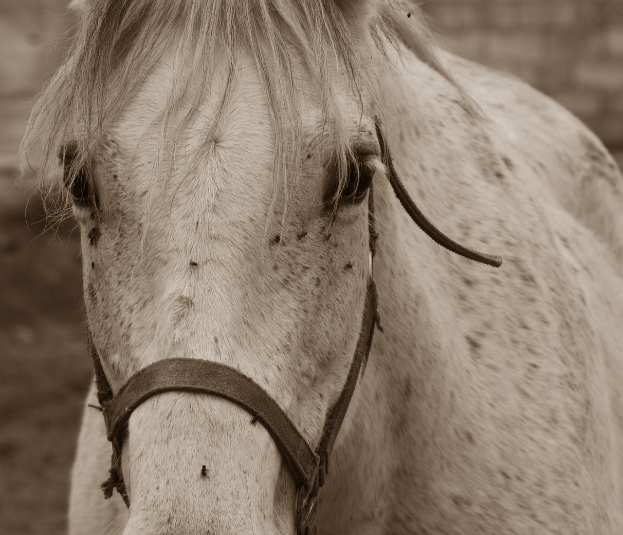 horse mold mare free photo